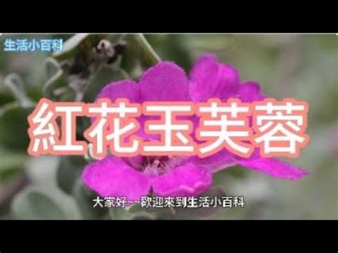 芙蓉 風水|如何按照風水來擺設紅花玉芙蓉？（特徵、方位、共同擺設的植物）